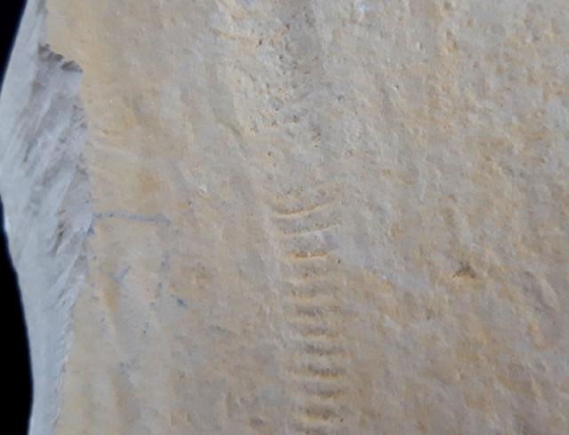 Rollspur eines Ammoniten (Perisphinctes) + Schleifspur indet. - Bild © FossNet FossilienStore